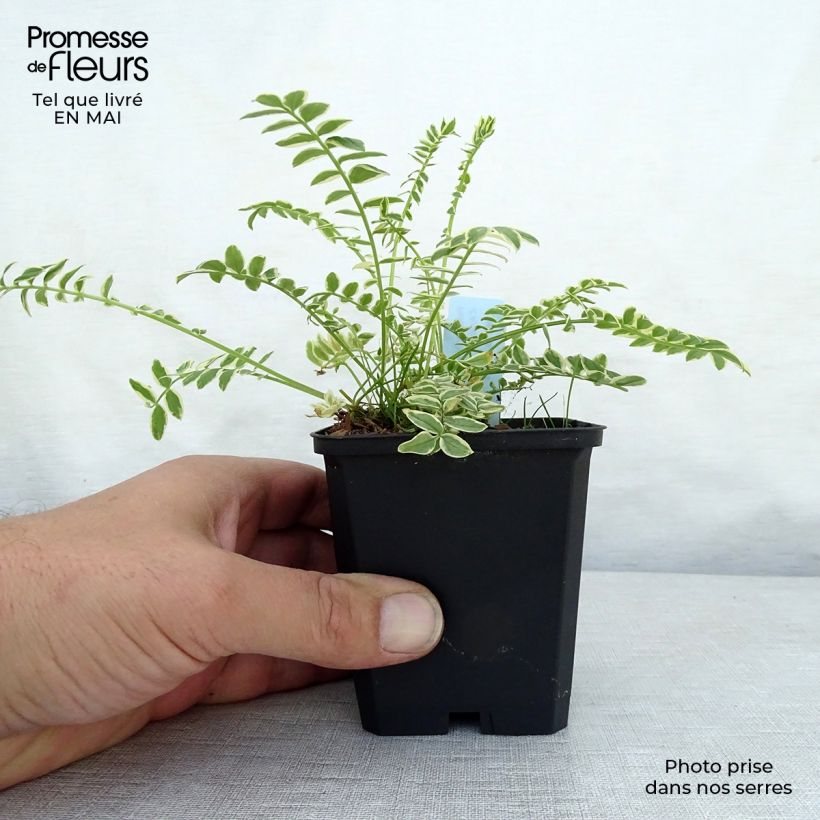 Exemplar von Polemonium caeruleum Brise d'Anjou - Jakobsleiter Kleine Töpfe von 8/9 cm wie im Frühjahr geliefert