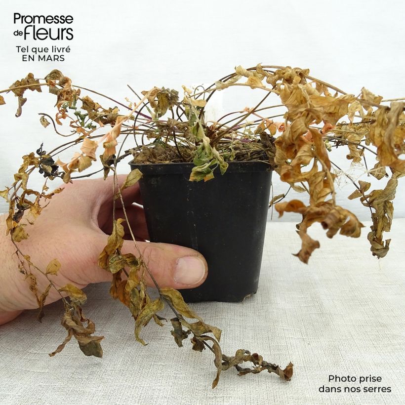 Exemplar von Polemonium caeruleum Lambrook Mauve - Jakobsleiter Kleine Töpfe von 8/9 cm wie im Frühjahr geliefert