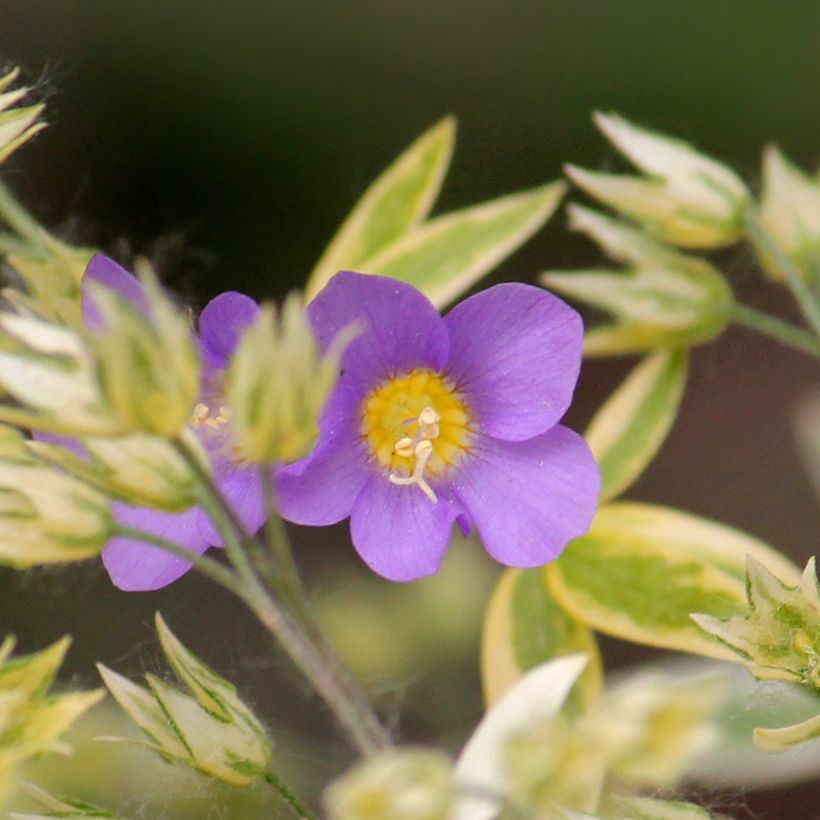 Polemonium pulcherrimum Golden Feathers - Jakobsleiter (Blüte)