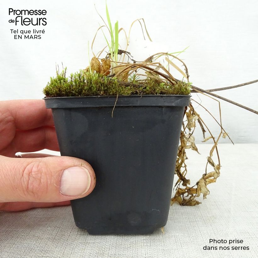 Exemplar von Polemonium reptans Touch of Class - Jakobsleiter Kleine Töpfe von 8/9 cm wie im Frühjahr geliefert