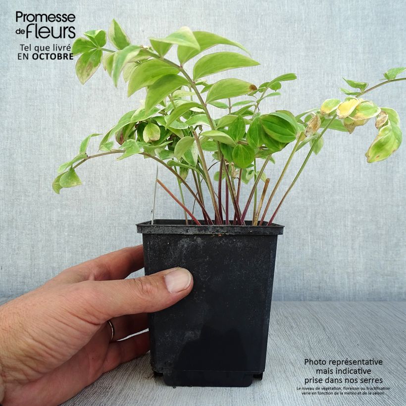 Exemplar von Polemonium reptans Touch of Class - Jakobsleiter Kleine Töpfe von 8/9 cm wie im Herbst geliefert