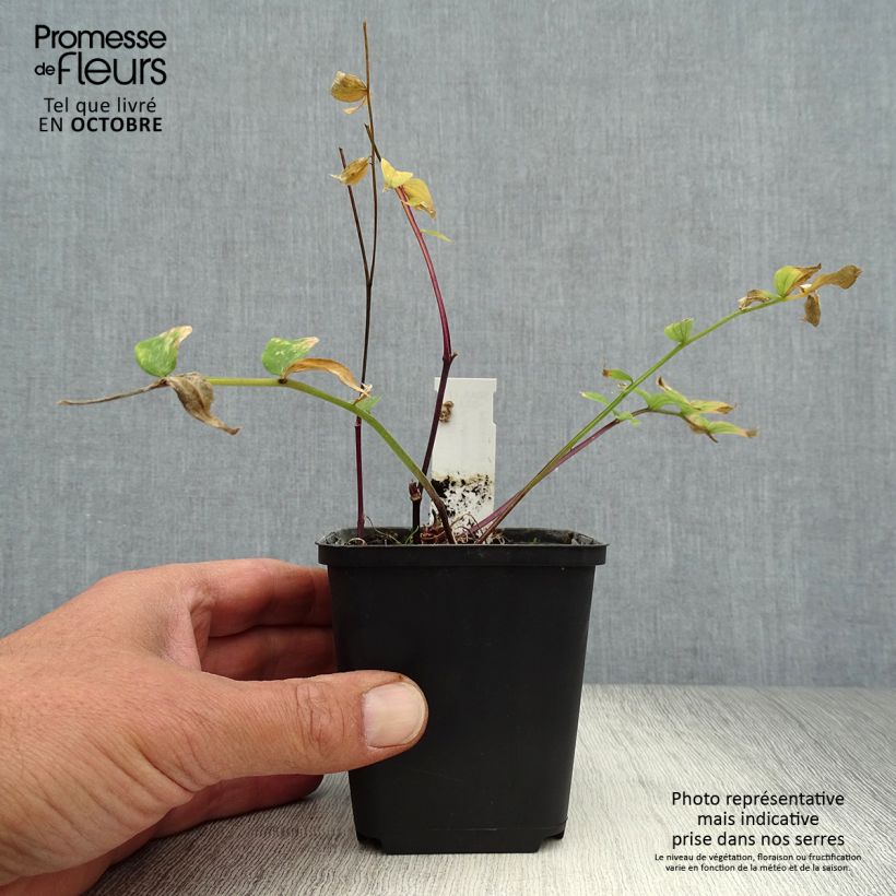 Exemplar von Polemonium yezoense Purple rain - Jakobsleiter Kleine Töpfe von 8/9 cm wie im Herbst geliefert