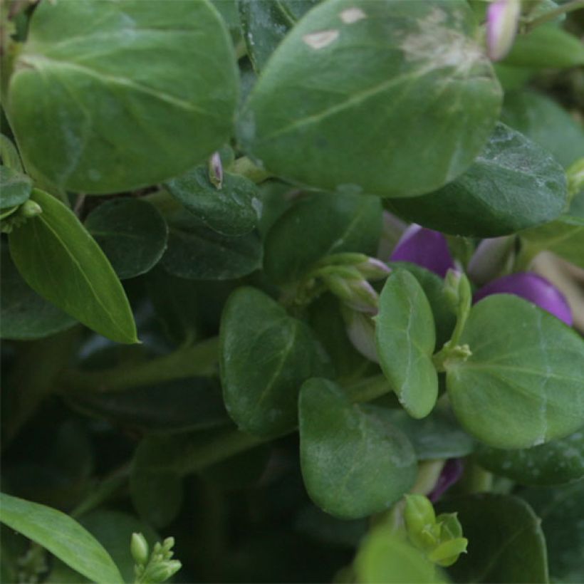 Polygala Bibi Pink - Kreuzblume (Laub)