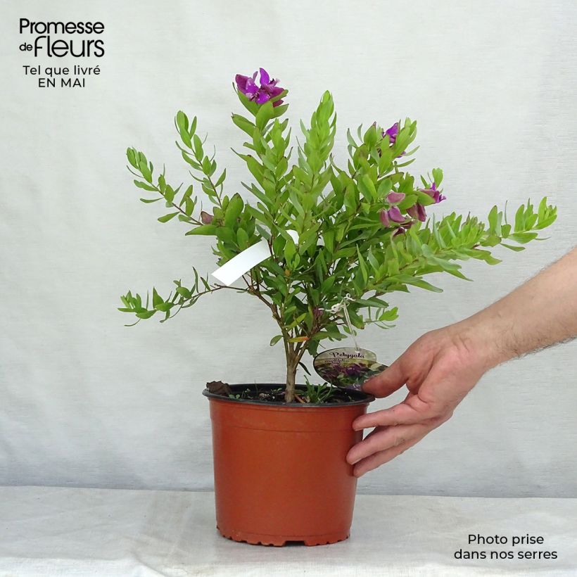 Exemplar von Polygala myrtifolia - Kreuzblume Topf mit 2L/3L wie im Frühjahr geliefert