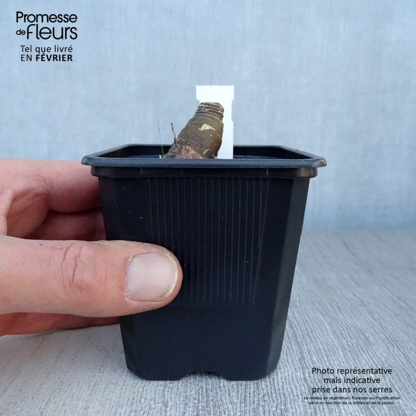 Exemplar von Polygonatum Weihenstephan - Weißwurz Kleine Töpfe von 8/9 cm wie im Winter geliefert