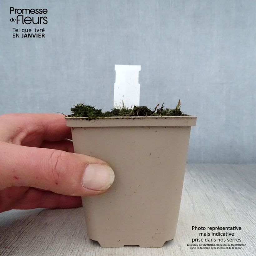 Exemplar von Polygonatum humile - Weißwurz Kleine Töpfe von 8/9 cm wie im Winter geliefert