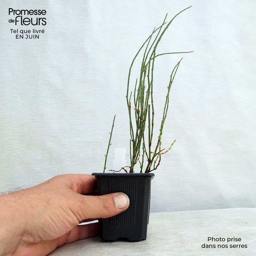 Exemplar von Polygonum scoparium - Knöteriche Kleine Töpfe von 8/9 cm wie im Sommer geliefert