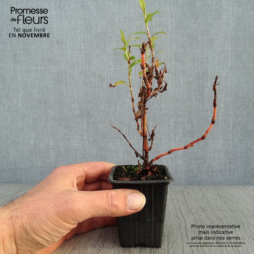 Exemplar von Vietnamesischer Koriander - Polygonum odoratum Kleine Töpfe von 8/9 cm wie im Herbst geliefert