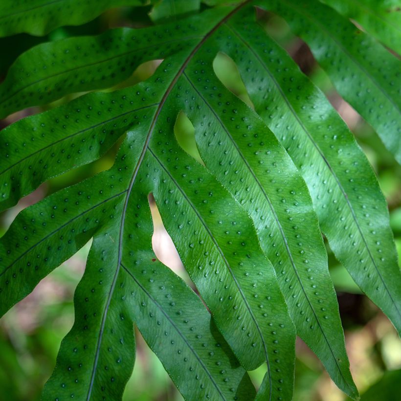 Phlebodium pseudoaureum (Laub)