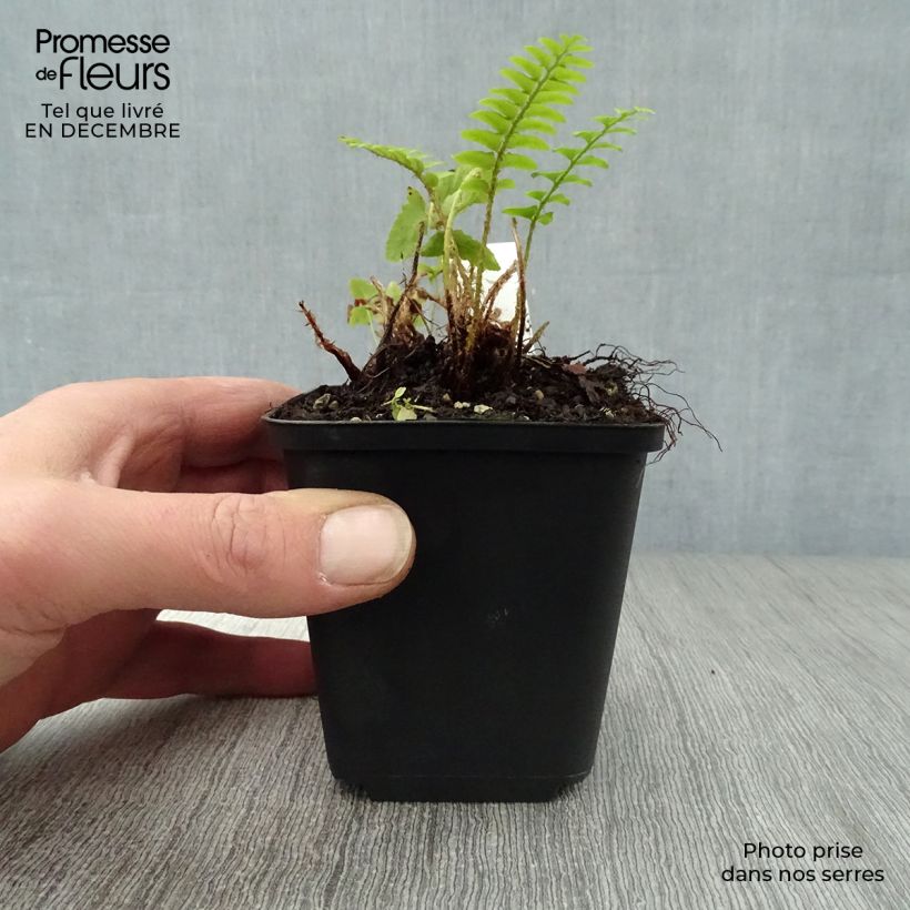 Exemplar von Amerikanischer Weihnachtsfarn - Polystichum acrostichoides Kleine Töpfe von 8/9 cm wie im Winter geliefert