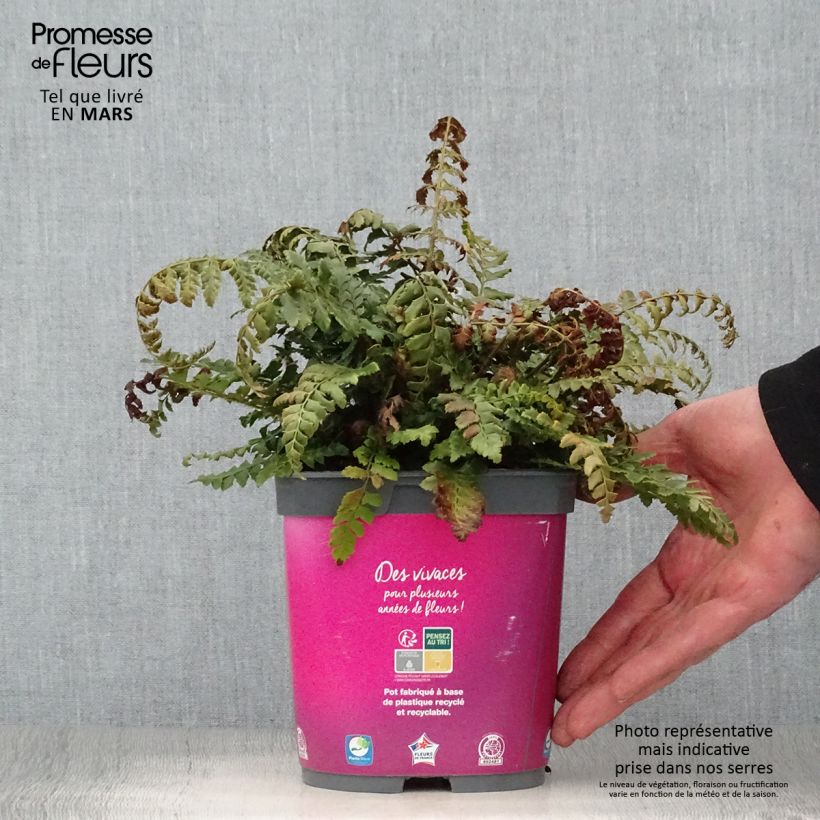 Exemplar von Gelappter Schildfarn - Polystichum aculeatum Topf mit 2L/3L wie im Frühjahr geliefert