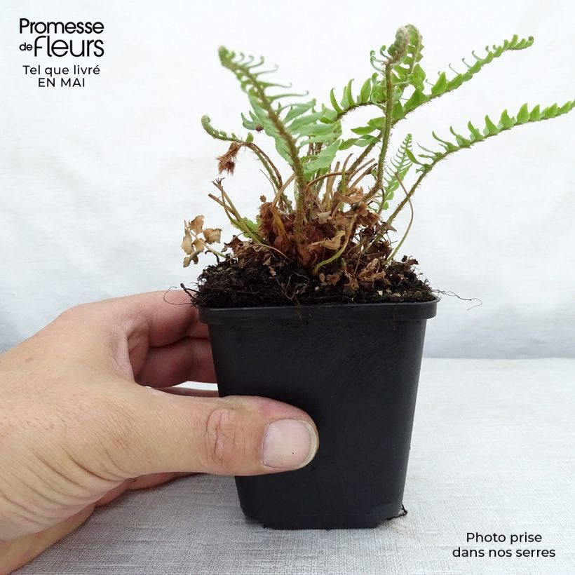 Exemplar von Westamerikanischer Schwertfarn - Polystichum munitum Kleine Töpfe von 8/9 cm wie im Frühjahr geliefert
