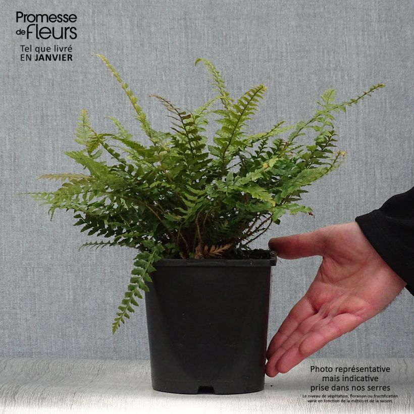 Exemplar von Schildfarn - Polystichum neolobatum Topf mit 2L/3L wie im Winter geliefert