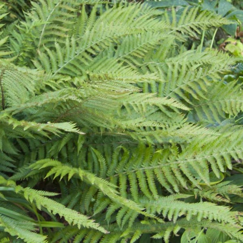 Japanischer Glanzschildfarn - Polystichum polyblepharum (Laub)