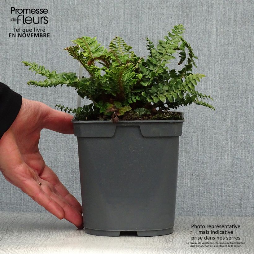 Exemplar von Japanischer Glanzschildfarn - Polystichum polyblepharum Topf mit 2L/3L wie im Herbst geliefert