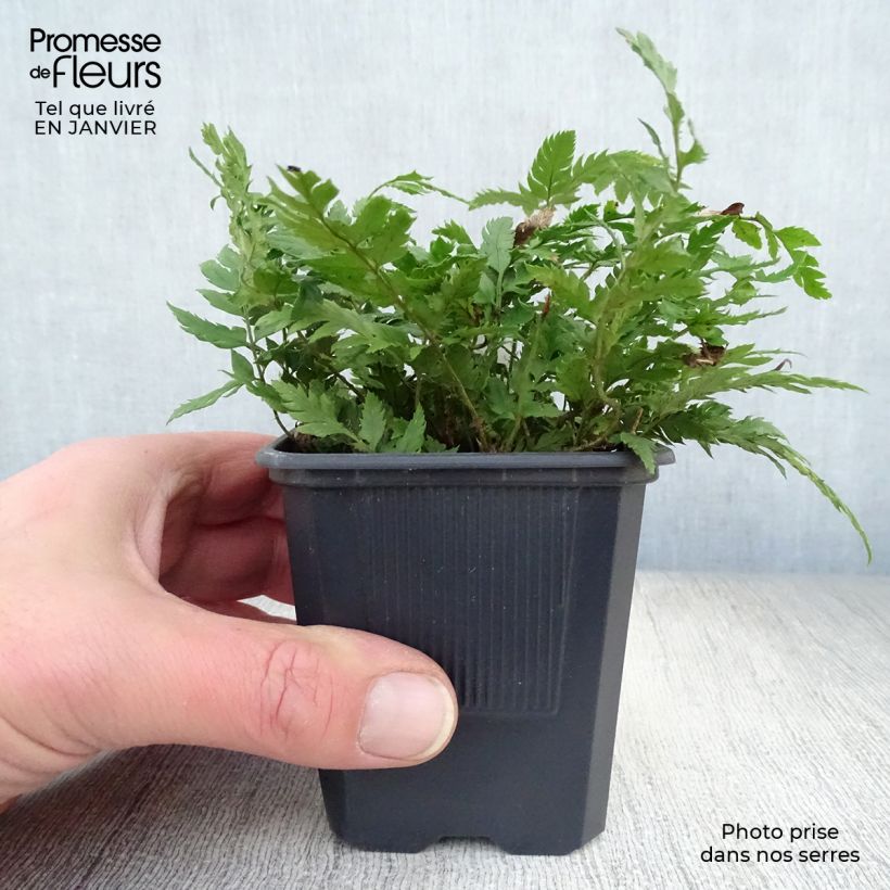 Exemplar von Steifer Schildfarn - Polystichum rigens Kleine Töpfe von 8/9 cm wie im Winter geliefert