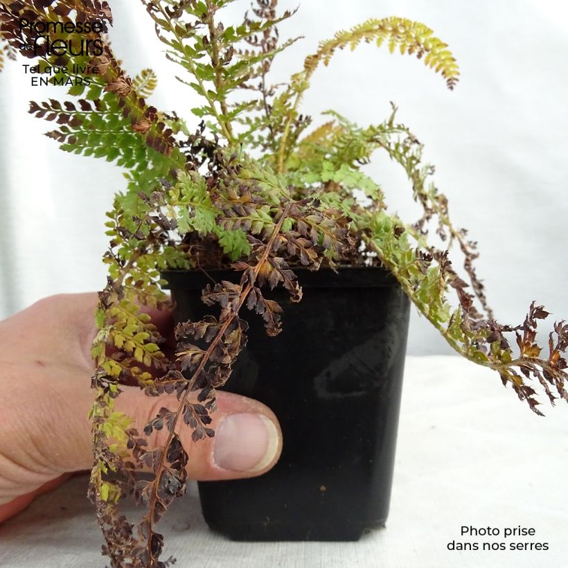 Exemplar von Weicher Schildfarn Densum - Polystichum setiferum Kleine Töpfe von 8/9 cm wie im Winter geliefert