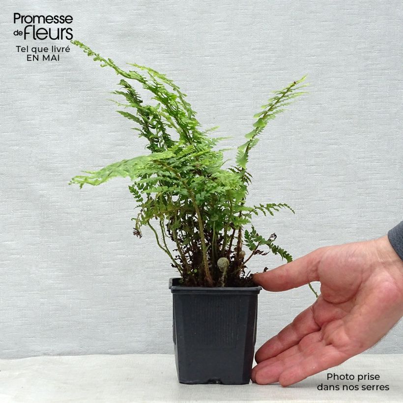 Exemplar von Weicher Schildfarn - Polystichum setiferum Kleine Töpfe von 8/9 cm wie im Frühjahr geliefert
