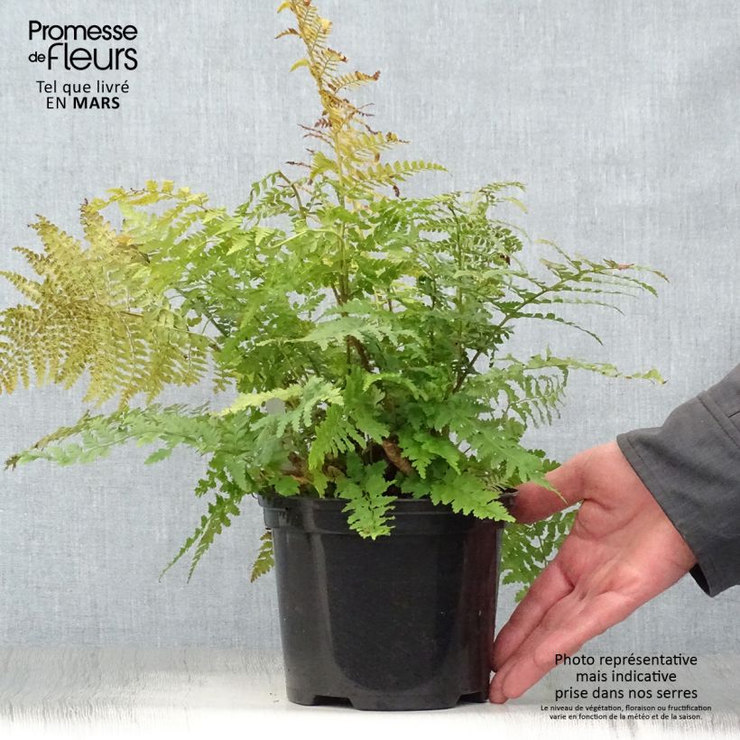 Exemplar von Weicher Schildfarn - Polystichum setiferum Topf mit 2L/3L wie im Frühjahr geliefert
