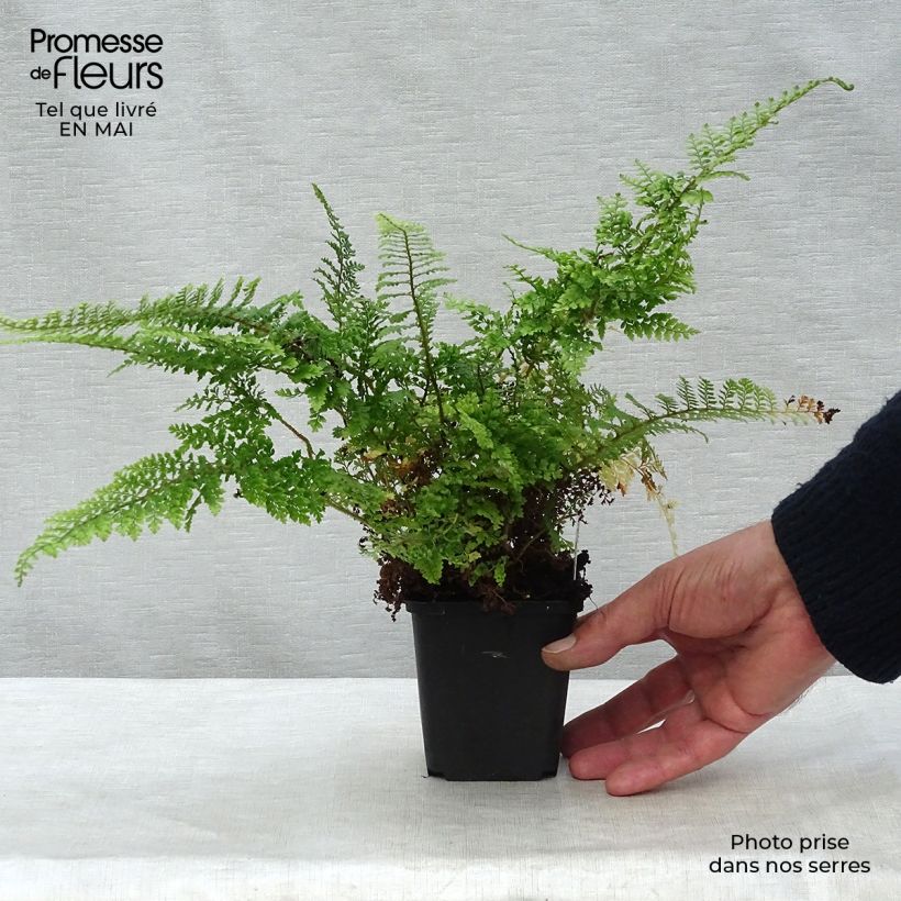 Exemplar von Weicher Schildfarn Plumosum Densum - Polystichum setiferum Kleine Töpfe von 8/9 cm wie im Frühjahr geliefert