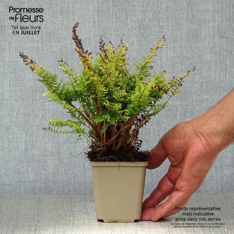 Exemplar von Weicher Schildfarn Plumosum Densum - Polystichum setiferum Kleine Töpfe von 8/9 cm wie im Sommer geliefert