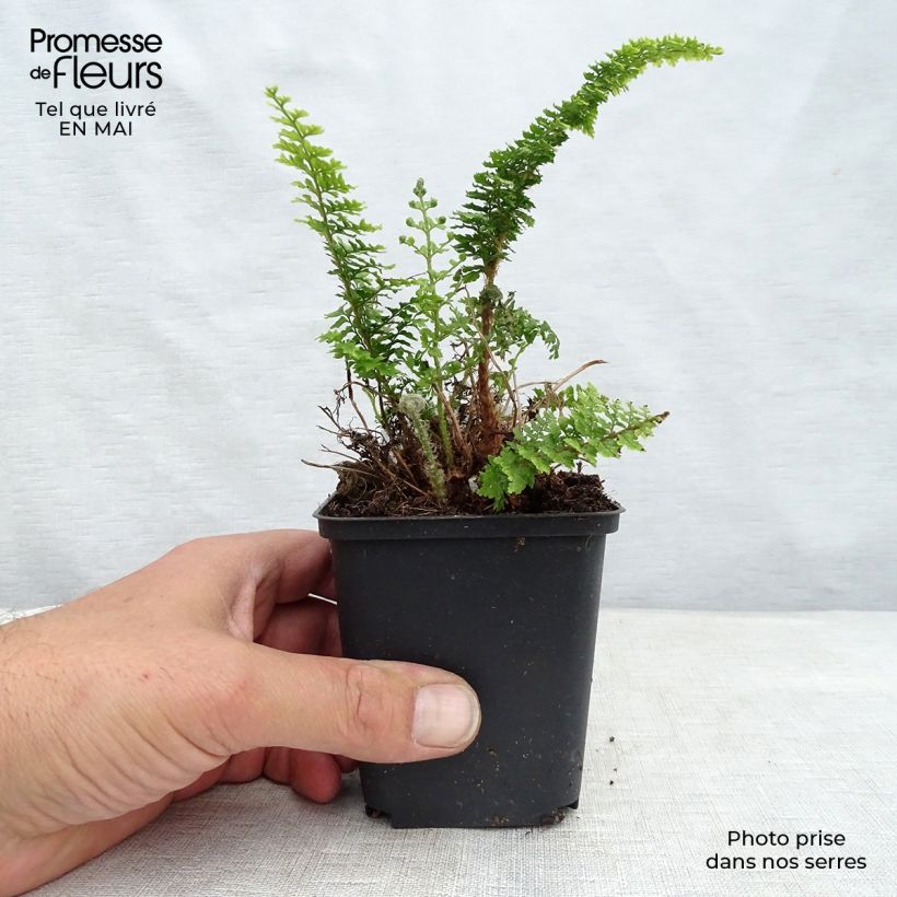 Exemplar von Tsus-Sima-Schildfarn - Polystichum tsus-simense Kleine Töpfe von 8/9 cm wie im Frühjahr geliefert