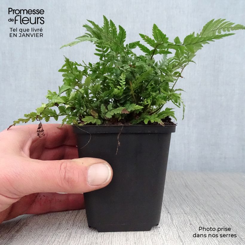 Exemplar von Tsus-Sima-Schildfarn - Polystichum tsus-simense Kleine Töpfe von 8/9 cm wie im Winter geliefert