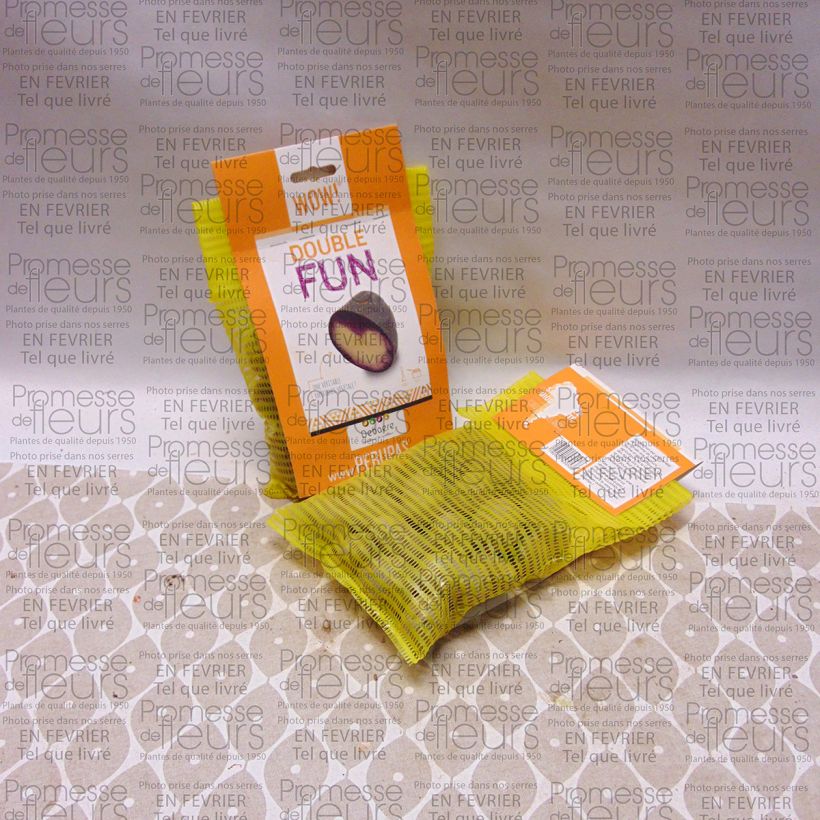 Beispiel eines Exemplars von Kartoffel Double Fun Beutel mit 25 Setzlingen Kaliber/Größe 28/35 mm wie geliefert