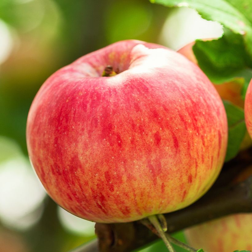 Apfelbaum Astrakan Rouge Bio - Malus domestica (Ernte)