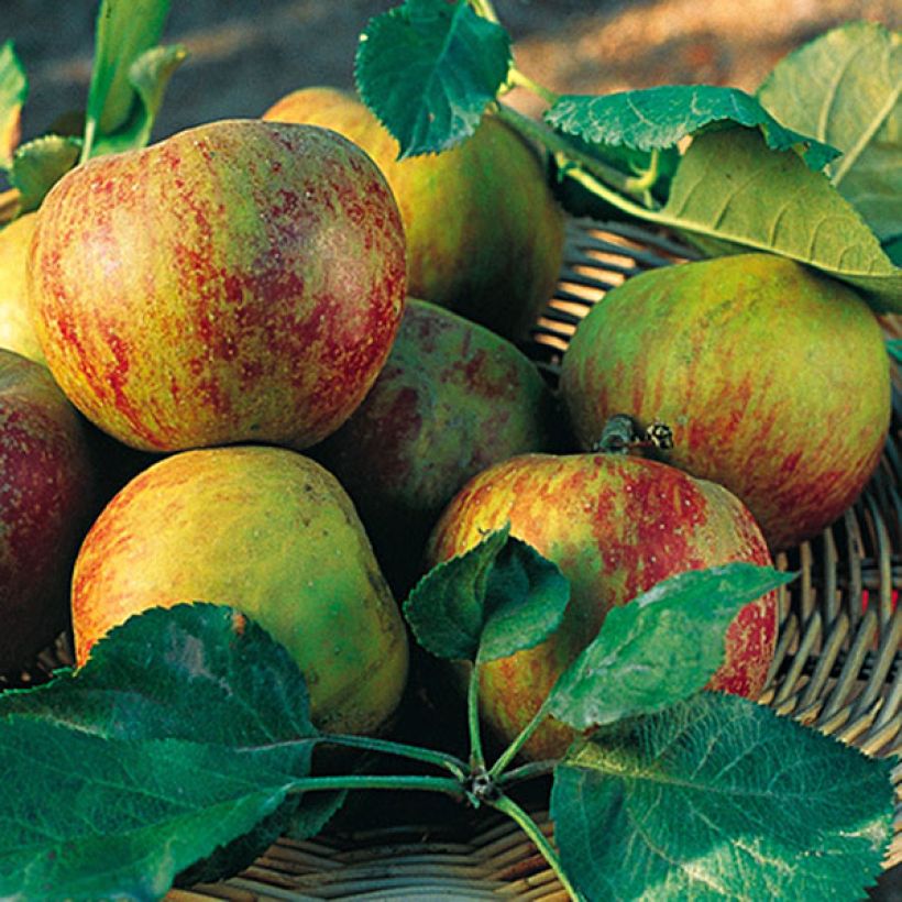 Apfelbaum Belle de Boskoop - Malus domestica (Ernte)