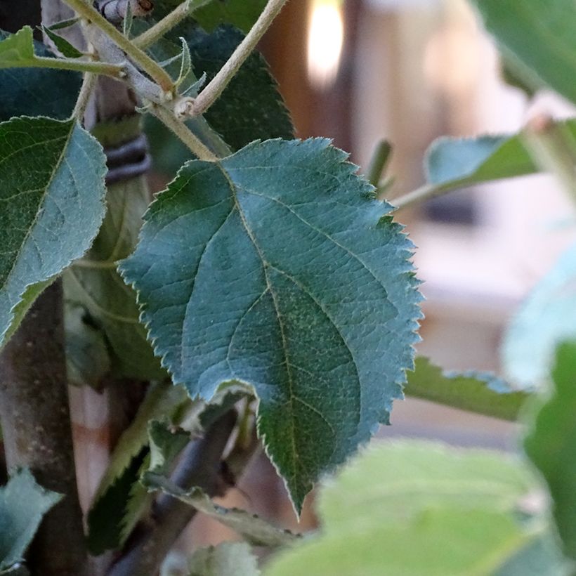 Apfelbaum Belle de Boskoop - Malus domestica (Laub)