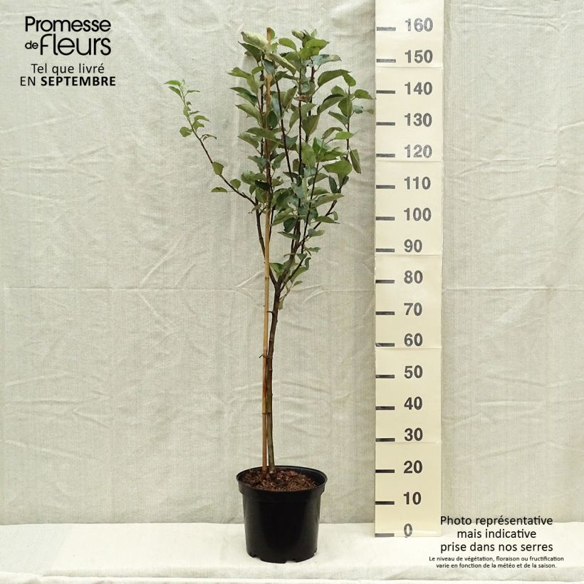 Exemplar von Apfelbaum Belle de Boskoop - Malus domestica Topf mit 7,5L/10L, Gobelet-Form wie im Herbst geliefert