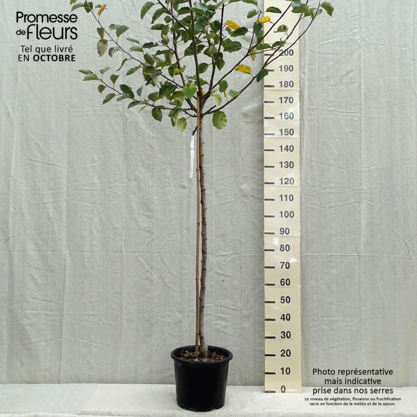 Exemplar von Apfelbaum Belle de Boskoop - Malus domestica Topf mit 7,5L/10L, Halbstamm wie im Herbst geliefert