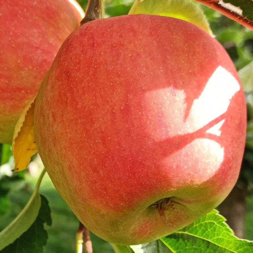 Apfelbaum Belle fille de l'Indre Bio - Malus domestica (Ernte)