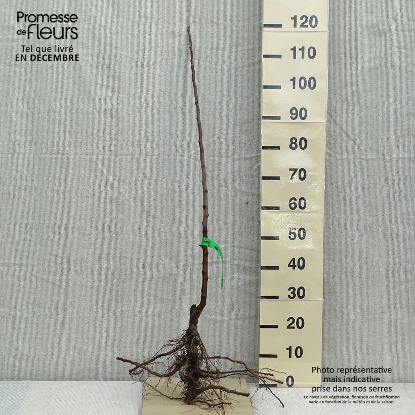 Exemplar von Apfelbaum Belle fille de l'Indre Bio - Malus domestica Wurzelnackt, Heister wie im Winter geliefert