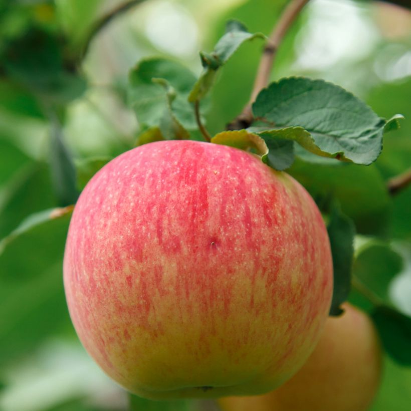 Apfelbaum Bénédictin Bio - Malus domestica (Ernte)