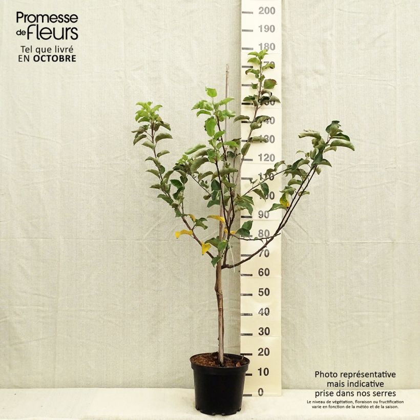Exemplar von Apfelbaum Choupette - Malus domestica Topf mit 7,5L/10L, Gobelet-Form wie im Herbst geliefert