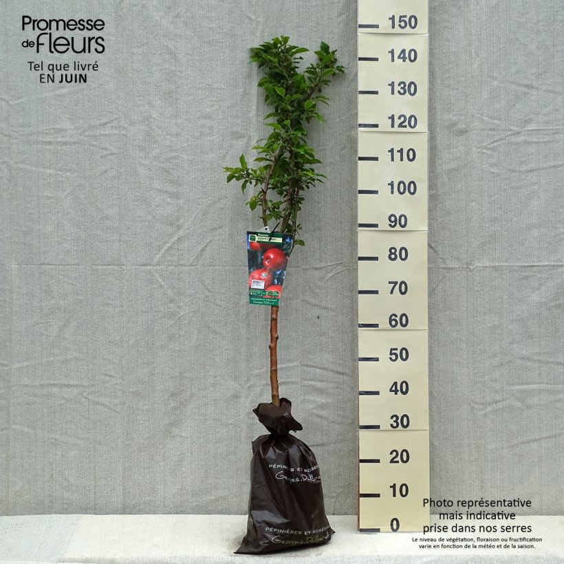 Exemplar von Apfelbaum Delbard Celeste deltana - Malus domestica Plug "Fertig-zum-Pflanzen", Gobelet-Form wie im Frühjahr geliefert