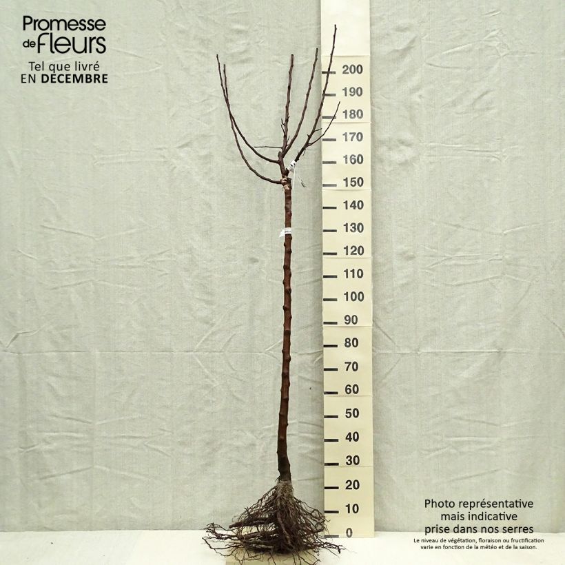 Exemplar von Apfelbaum Divine delcored - Malus domestica Wurzelnackt, Halbstamm wie im Winter geliefert