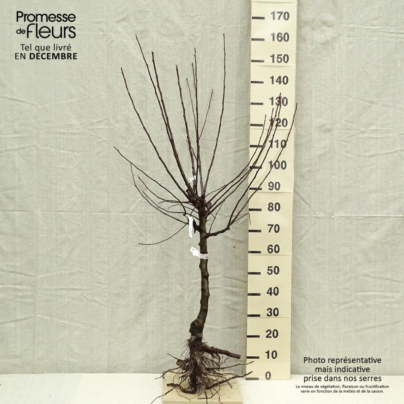 Exemplar von Apfelbaum Divine delcored - Malus domestica Wurzelnackt, Gobelet-Form wie im Winter geliefert