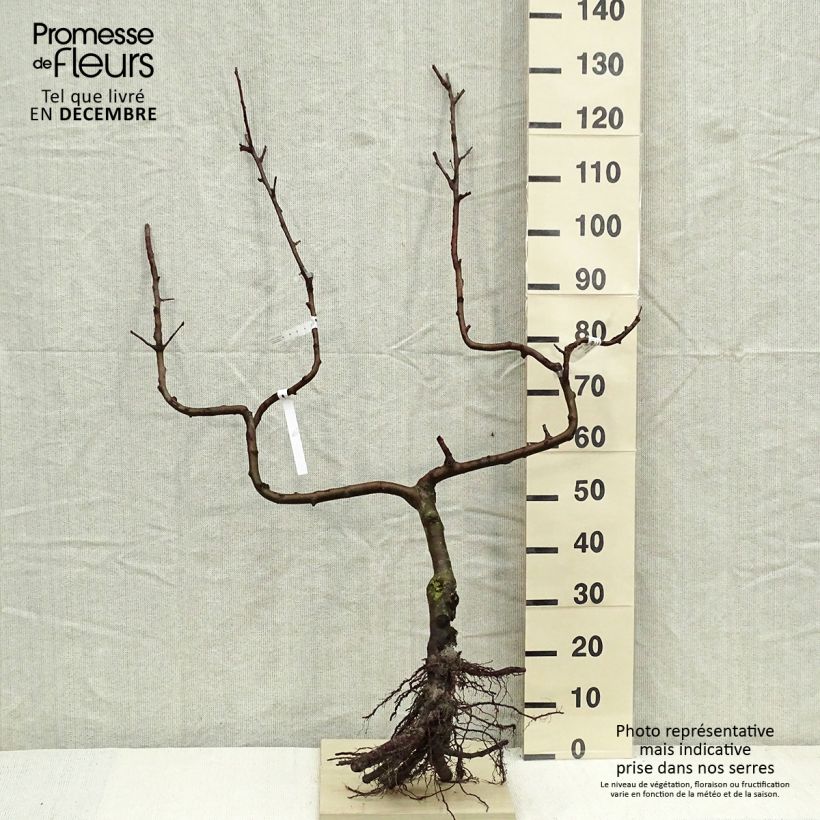 Exemplar von Apfelbaum Divine delcored - Malus domestica Wurzelnackt, Spalierobst doppelte U-Form wie im Winter geliefert