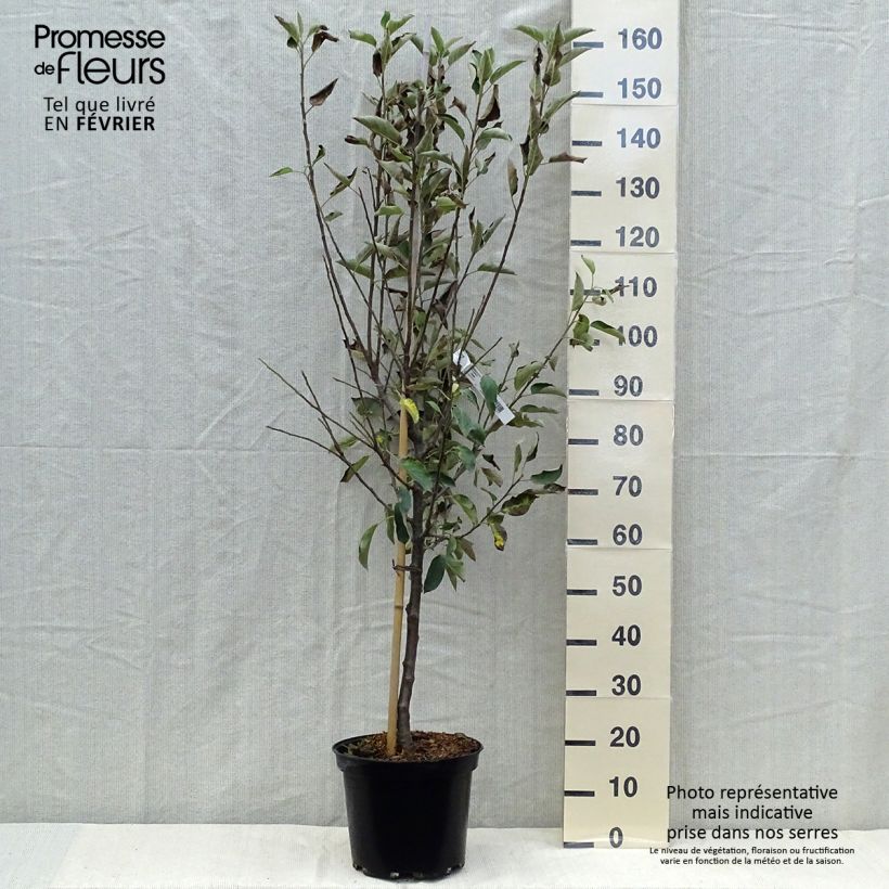 Exemplar von Apfelbaum Elstar - Malus domestica Topf mit 7,5L/10L, Gobelet-Form wie im Herbst geliefert