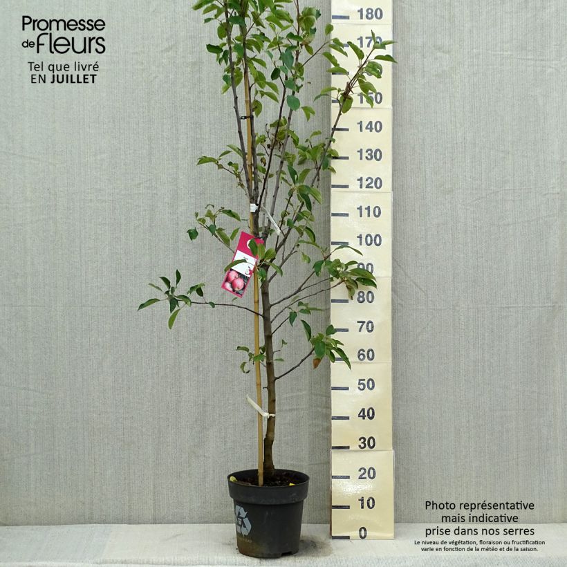 Exemplar von Apfelbaum Elstar - Malus domestica Topf mit 7,5L/10L, Gobelet-Form wie im Sommer geliefert