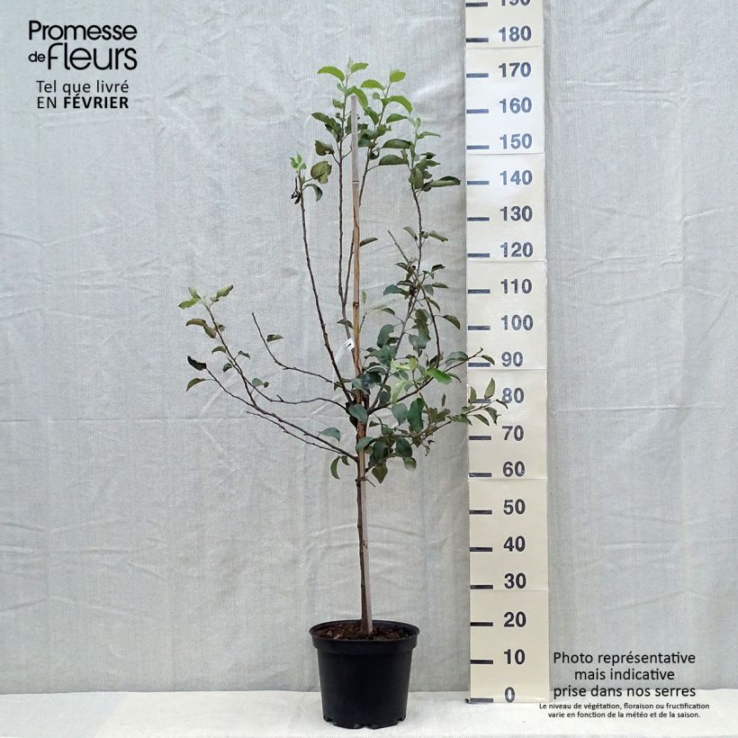 Exemplar von Apfelbaum Fuji - Malus domestica Topf mit 7,5L/10L, Gobelet-Form wie im Herbst geliefert