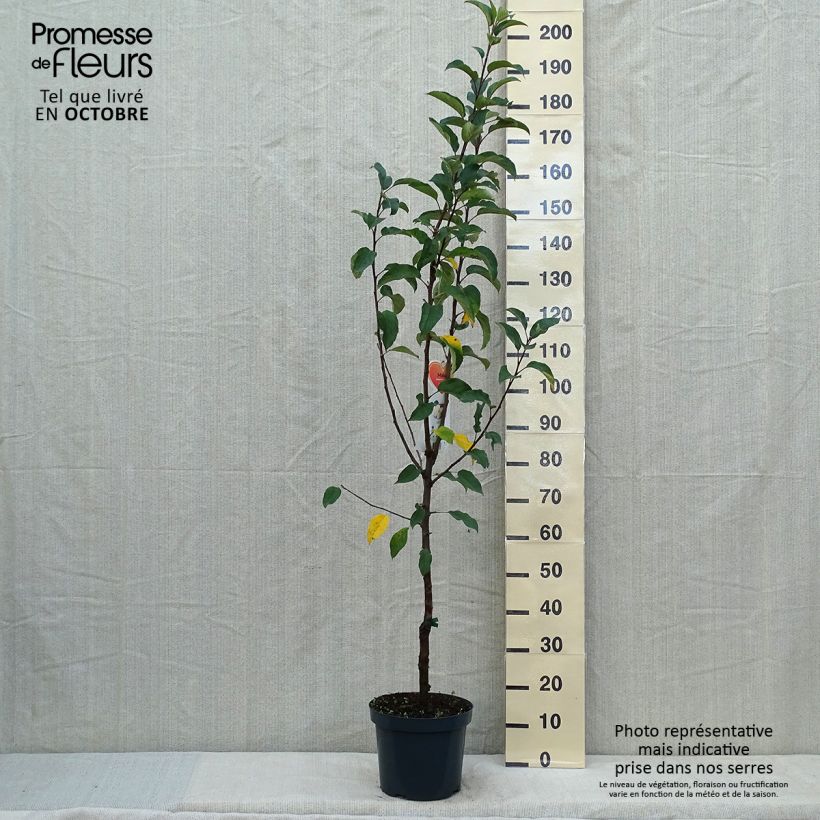 Exemplar von Apfelbaum Gloster - Malus domestica Topf mit 7,5L/10L, Gobelet-Form wie im Herbst geliefert