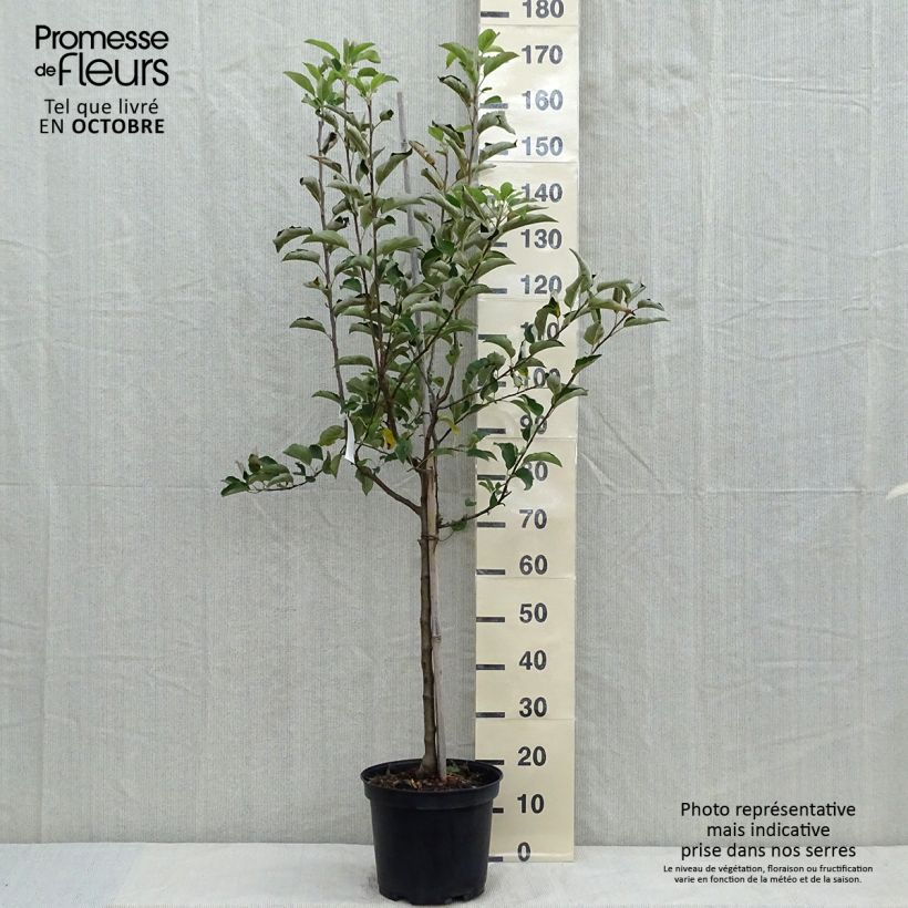 Exemplar von Apfelbaum Golden Delicious - Malus domestica Topf mit 7,5L/10L, Gobelet-Form wie im Herbst geliefert