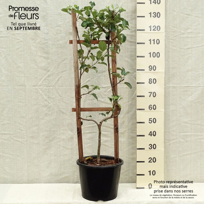 Exemplar von Apfelbaum Golden Delicious - Malus domestica Topf mit 7,5L/10L, Spalierobst einfach U-Form wie im Herbst geliefert