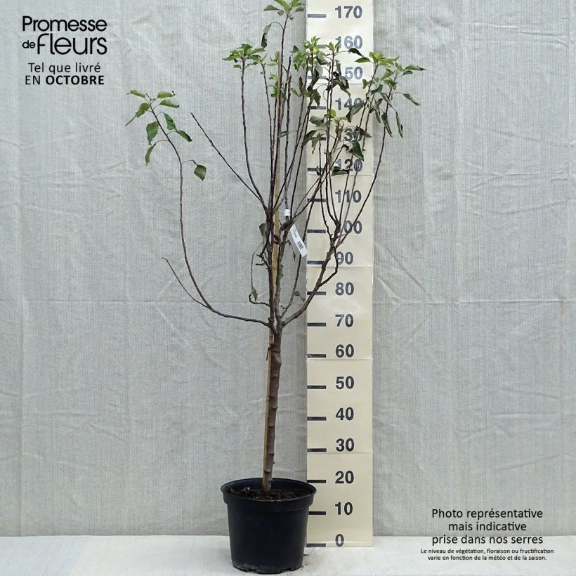 Exemplar von Apfelbaum Grand Alexandre - Malus domestica Topf mit 7,5L/10L, Gobelet-Form wie im Herbst geliefert