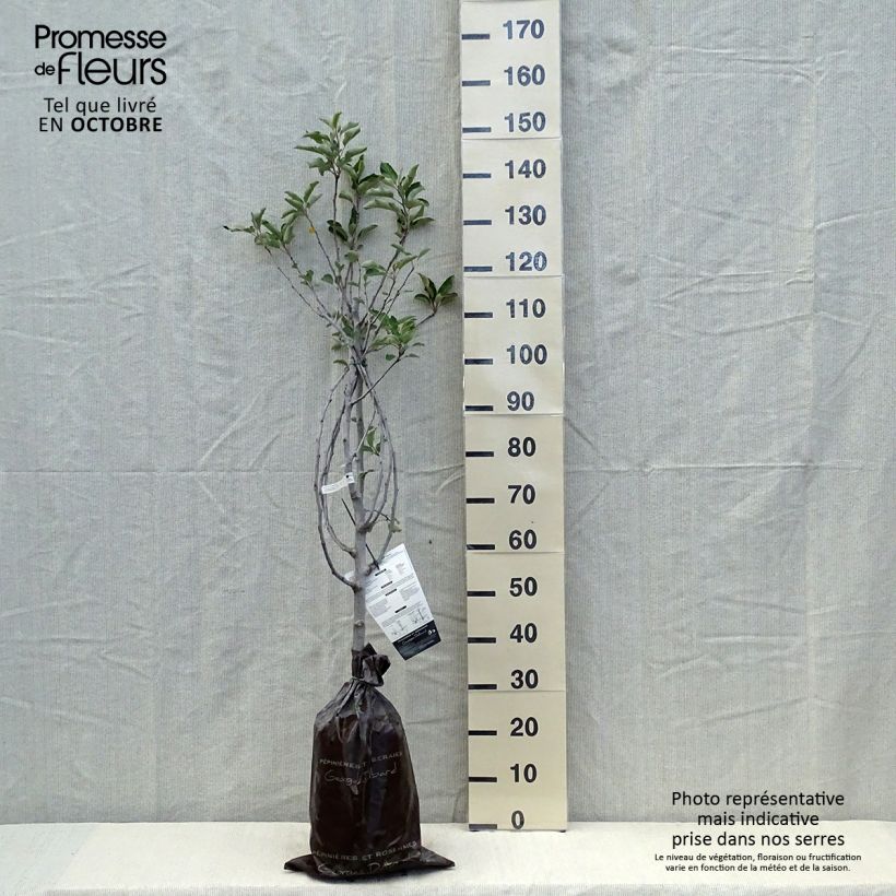 Exemplar von Apfelbaum Harmonie - Malus domestica Plug "Fertig-zum-Pflanzen", Gobelet-Form wie im Herbst geliefert