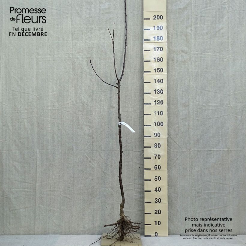 Exemplar von Apfelbaum Jacques Lebel - Malus domestica Wurzelnackt, Halbstamm wie im Winter geliefert